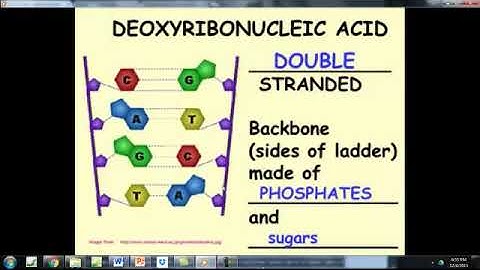 Honors Biology- Chapter 12-1  DNA Structure