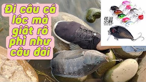 Đi câu lure cá lóc mà cá rô phi táp liên tục như câu đài | Tê Ta Vlog