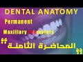 تشريح اسنان المحاضرة الثامنة Dental Anatomy Permanent Maxillary Premolars تشريح اسنان المحاضرة الثامنة Dental Anatomy Permanent Maxillary Premolars