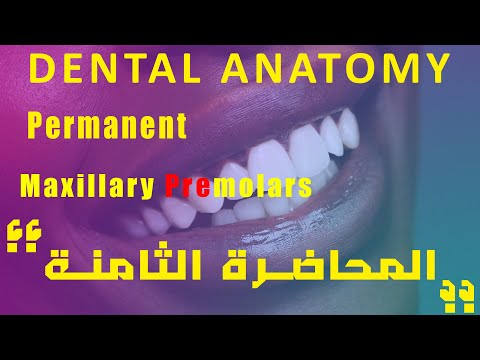 تشريح اسنان المحاضرة الثامنة     