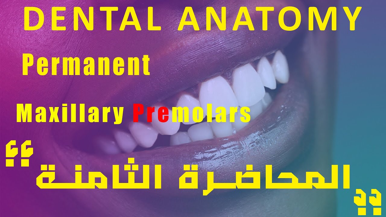 تشريح اسنان المحاضرة الثامنة - Dental Anatomy Permanent Maxillary Premolars