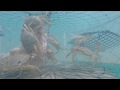 What goes on inside a crab trap?