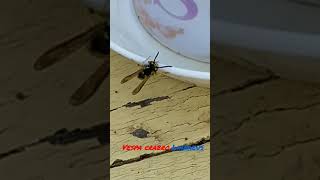 А вы знали#топ10#рассказ#topshort#beautiful#hornet wasp