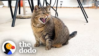 Cat Hates Her Uncle - But He's Not Giving Up | The Dodo