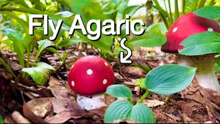 How to identify the Fly Agaric Mushroom #gardenmagic