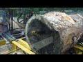 sawing old pine