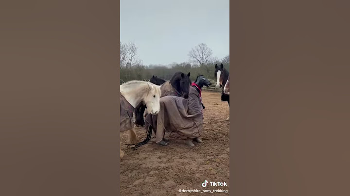 People Dress Up As Horses And Interact With Them In Farm - 1182165-1