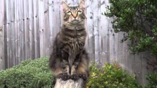 Donkey (the cat) 1080p test video with Sony hx100v