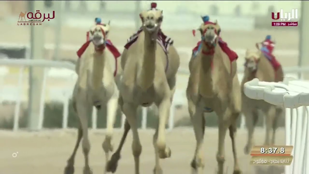 ش1 تمويل لـ هجن الرئاسة (مهرجان سمو الأمير المفدي 3-3-2024م) شلفة الثنايا بكار مفتوح 11:47:79