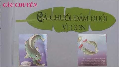 CÁ CHUỐI ĐẮM ĐUỐI VÌ CON