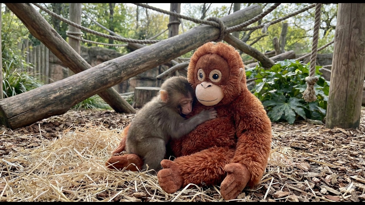The heartwarming story of Punch the Japanese macaque and the IKEA