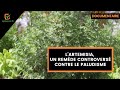 Documentaire  lartemisia un remde controvers contre le paludisme