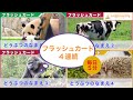 フラッシュカード どうぶつのなまえ メドレー 日本語60語　Japanese Animal flash card medleys