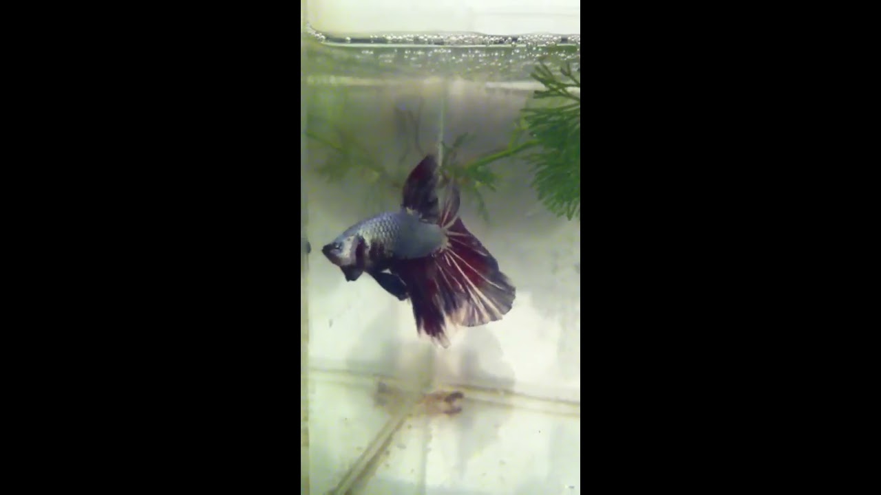 camera iphone 8 plus apk น้องมังกร - ปลากัดฮาฟมูน เพศผู้