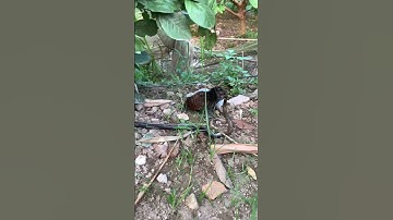 #snake Cận cảnh những chú bìm bịp non đang ăn rắn