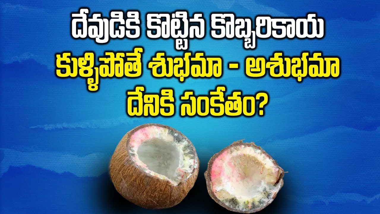 Ogzaki jinsiy aloqa festivali 8 torrent