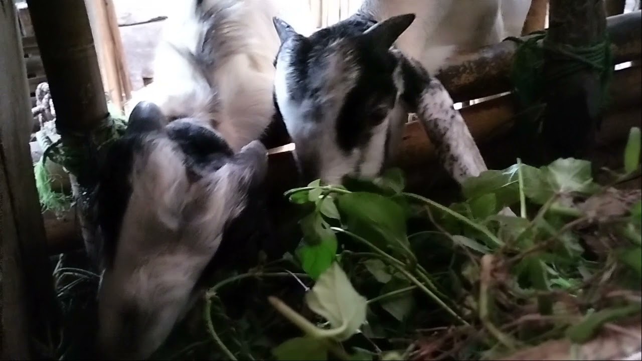 tingkah laku ternak kambing 