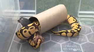 BALL PYTHON FIREFLY EATING PART1