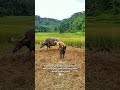 ngembala kerbau dekat pesawahan#suasanapedesaan #likeandsubscribe#contentcreators #youtubeshorts