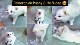 Two month Pomeranian Puppy Playing with Polythene🤣 Funny video #pomeranianpuppy #cutewhitepomeranian