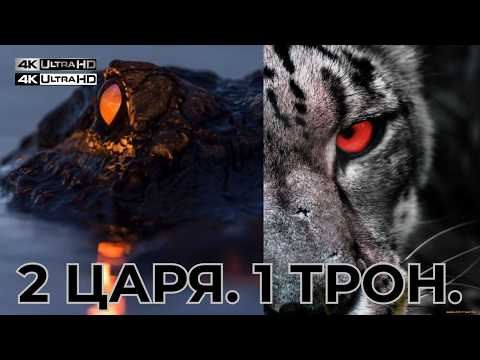 ЯГУАР vs КАЙМАН: КРОВАВЫЙ СПОР ЗА ТРОН АМАЗОНИИ 👑 | Тайны Ночных Охотников | Документальный фильм 4K
