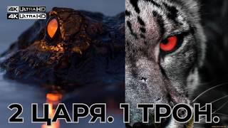 видео: ЯГУАР vs КАЙМАН: КРОВАВЫЙ СПОР ЗА ТРОН АМАЗОНИИ 👑 | Тайны Ночных Охотников | Документальный фильм 4K картинка: ЯГУАР vs КАЙМАН: КРОВАВЫЙ СПОР ЗА ТРОН АМАЗОНИИ 👑 | Тайны Ночных Охотников | Документальный фильм 4K