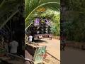 #djroyal #shortsviral #shortsvideo #shortvideo #newdjsetup #rajeshevent #djviral #viralvideo