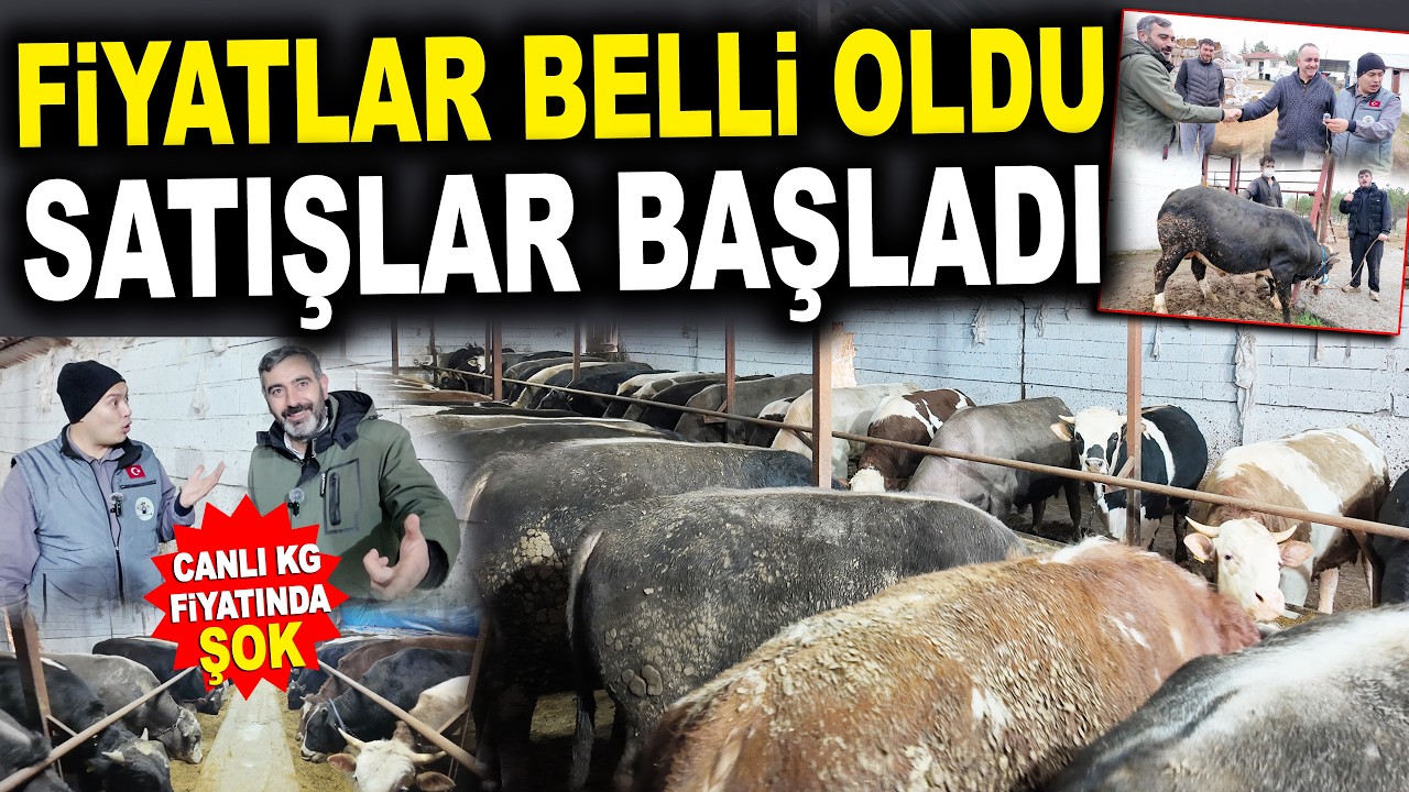 2026 Kurbanlık Canlı Kilo Fiyatında ŞOK İndirim Yapıyorum / Miktat Erden Besi Çiftliği Ankara