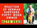 Reaction of German Shepherd when Owner Acts Dead