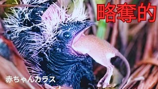 The Moment A Baby Predator Swallows A Large Rat - Red Crow