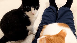 Jealous Cat Doesnt Like It When Other Cat Sits On Owners Lap