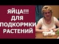 ЯЙЦА для подкормки, удобрения растений. Дедовские рецепты