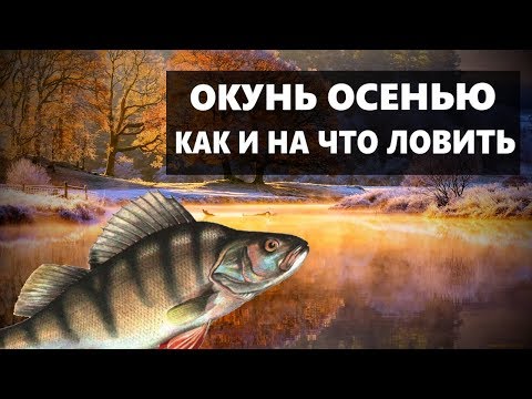 ОКУНЬ ОСЕНЬЮ. ГДЕ КАК И НА ЧТО ЛОВИТЬ