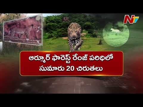 Nizamabad: ఉమ్మడి నిజామాబాద్ జిల్లాలో చిరుతల సంచారం | NTV Telugu - NTVTELUGU