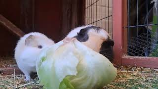 Guinea Pigs speed eating