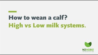 How to wean a calf? High vs Low milk systems