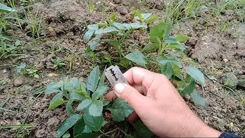 Lúc Này Cắt Ngọn Hoa Thược Dược Giâm Trồng Vụ Tết Có Hoa Không