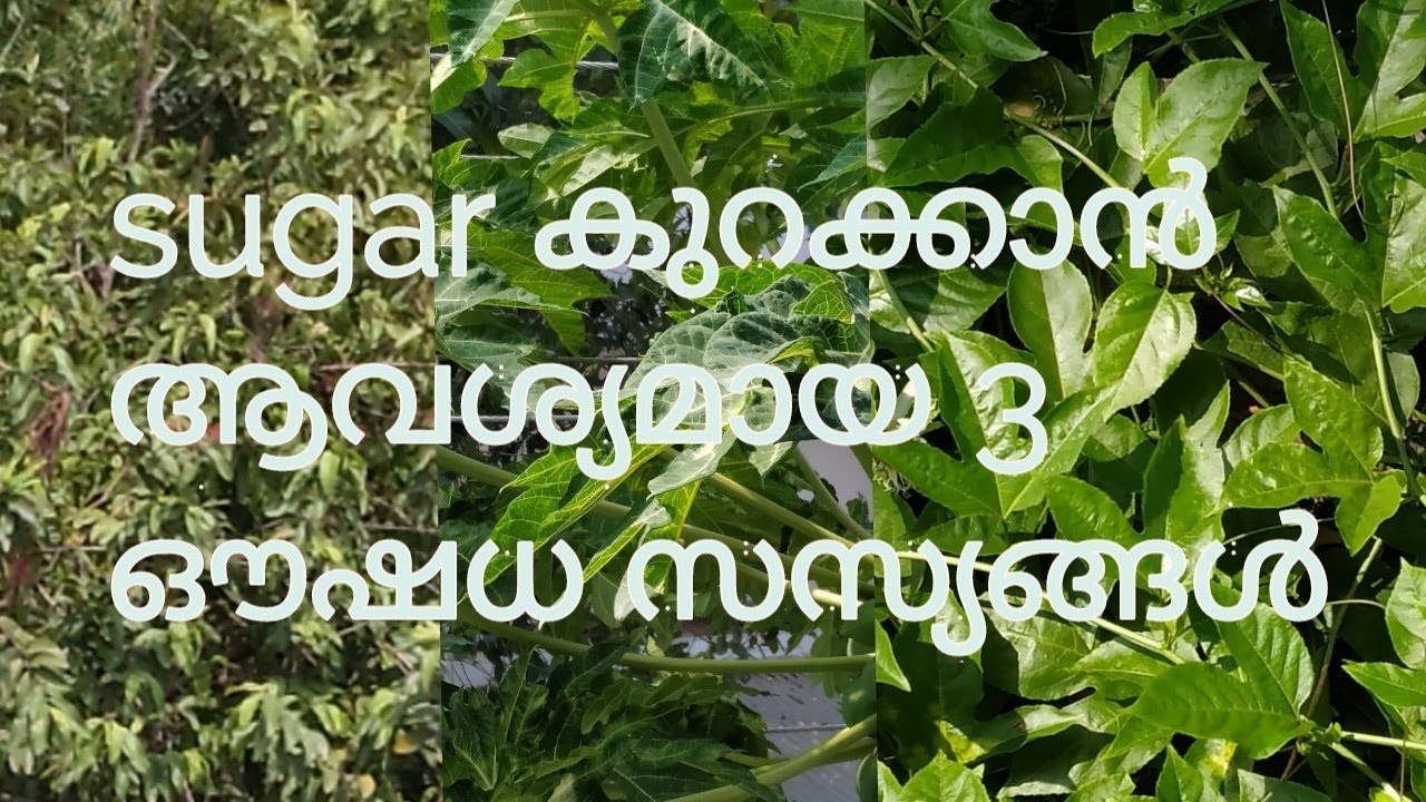 Sugar കുറയ്ക്കാം ഈ ഔഷധ സസ്യങ്ങൾ ഉപയോഗിച്ച്//reduce sugar level//sugar