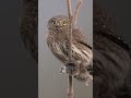 The Ferocious Pygmy Owl   #wildlifevideography #wildlife #wildlifephotography #owls