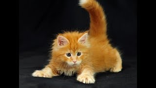 🔴 (LIVE) Котята Мейн-кун(Maine coon) 🔴 (LIVE) Котята Мейн-кун(Maine coon)