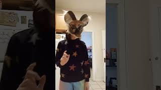 filming in my house because it was thundering out #nonbinary #furry #theriangear #therianpride