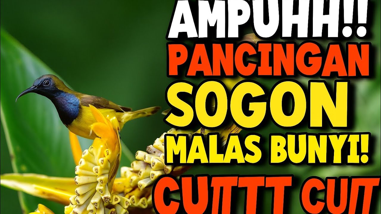 AMPUHH‼️CUITT CUITT PANCINGAN BURUNG SOGON MALAS BUNYI!! 