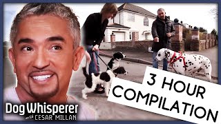 3 Hours Of Dog Whisperer With Cesar Millan Season 9  Full Episodes  Compilation