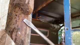 Large termite nest found in house during termite inspection in northern NSW near Byron Bay