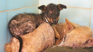 Mumma And Little Coco's Beautiful Recovery From Life-Threatening Mange.