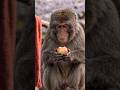 The Macaque That Shocked Ichikawa City Zoo – Viral Moment That Stunned Japan (2026)