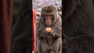 The Macaque That Shocked Ichikawa City Zoo – Viral Moment That Stunned Japan (2026)