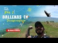 🐋 Ballenas en el Pacífico| Cuanto cuesta?| Jose de Roce