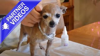 How to Clean Your Dog's Ears With Wondercide All Ears Natural Ear Wash