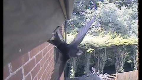 First landing on the new swift nestbox